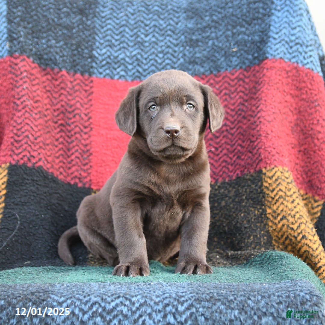 Labrador Retriever dogs for sale: Dakota - Ad 1