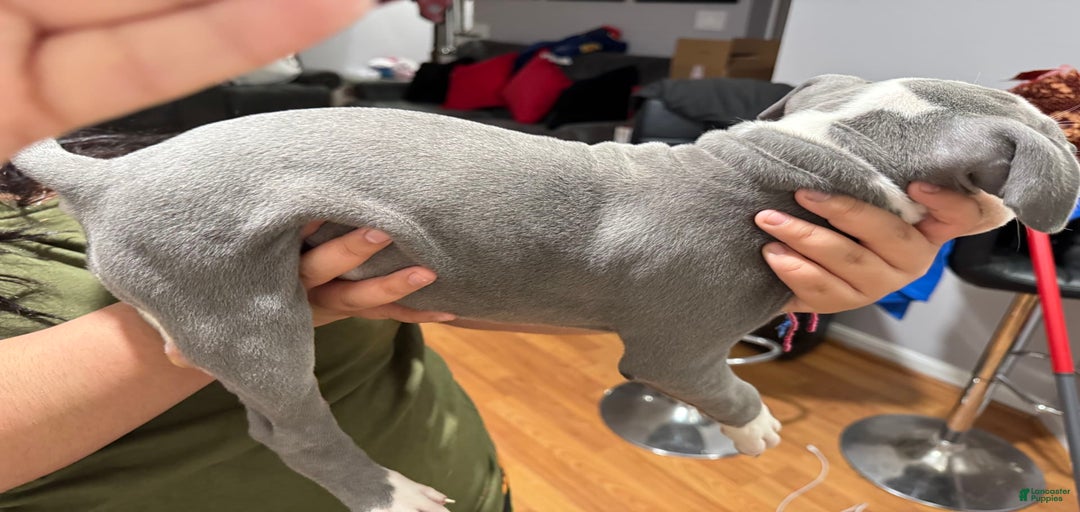 Gallery Image {{count}}