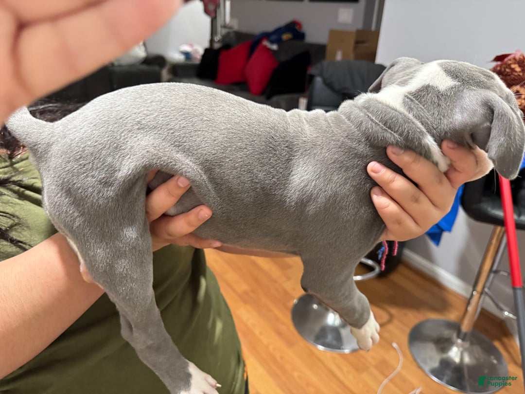 Gallery Image {{count}}