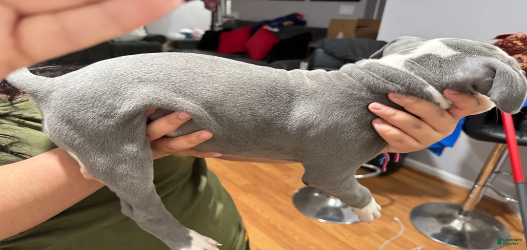 Gallery Image {{count}}