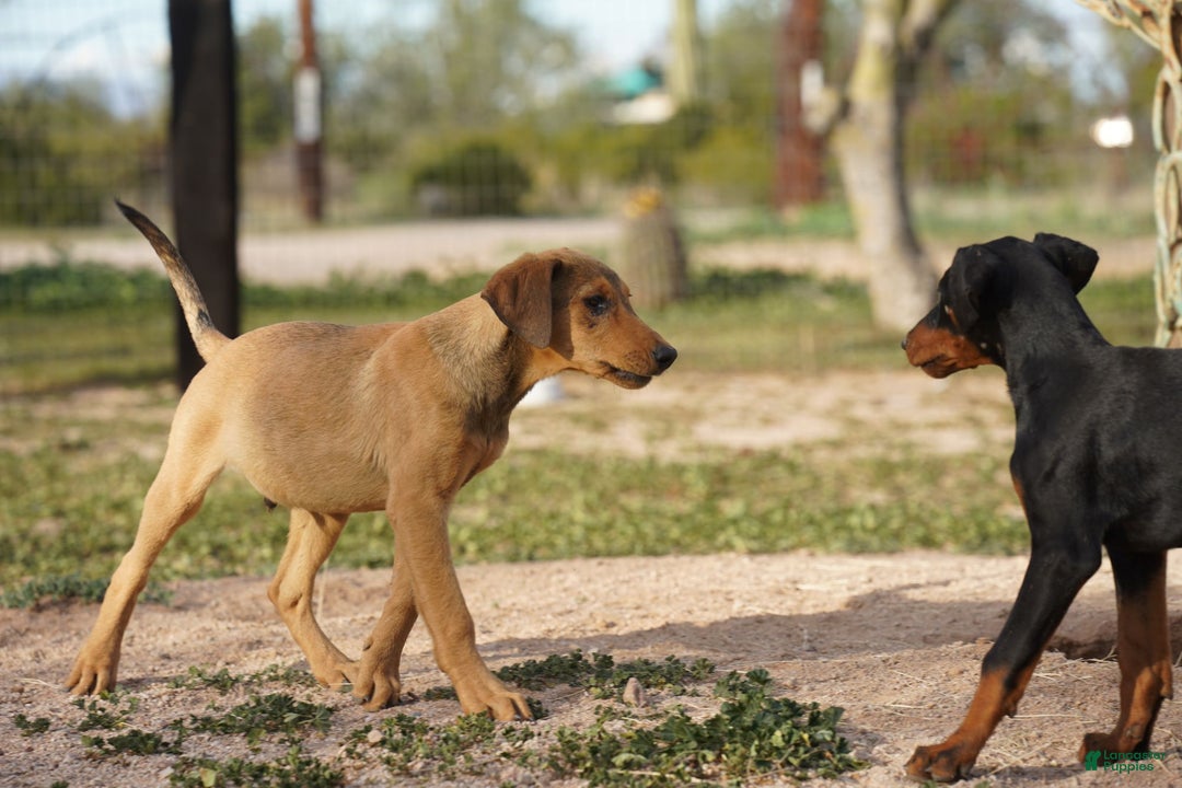 Mixed Breed dogs for sale: Fawnish Sable M RT - Ad 11