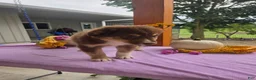 Australian Shepherd dogs for sale: Caramel - Ad 4