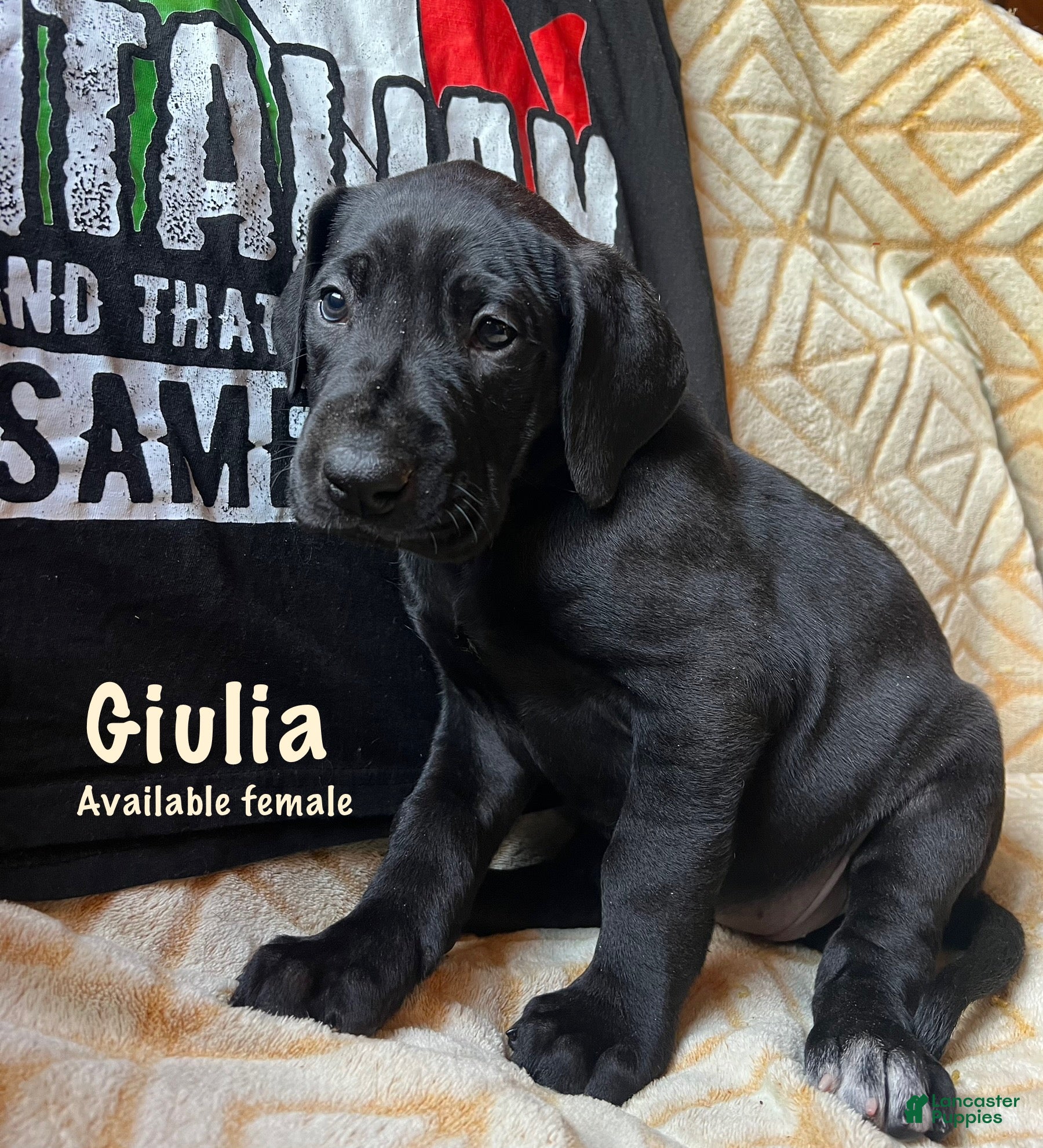 Great Dane dogs Giulia - Ad 5