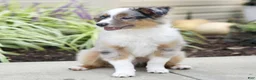 Miniature Australian Shepherd dogs for sale: Tristen  - Ad 4