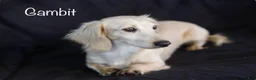 Miniature Dachshund dogs for sale: Perry - Ad 7