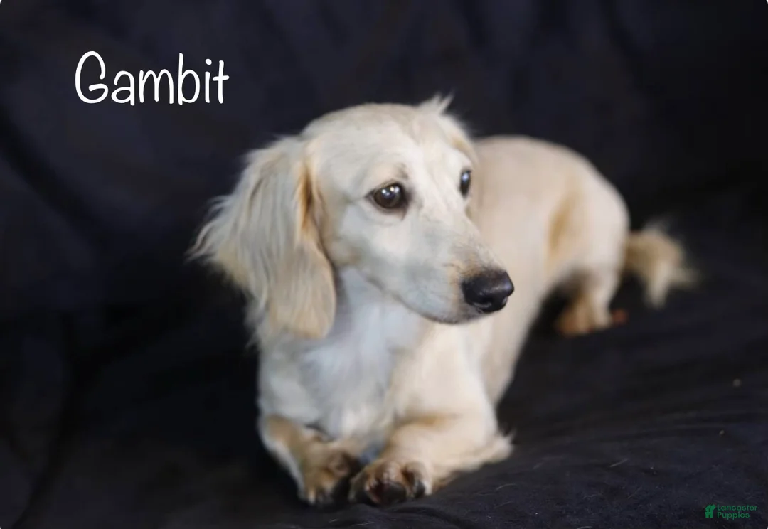 Miniature Dachshund dogs for sale: Perry - Ad 7