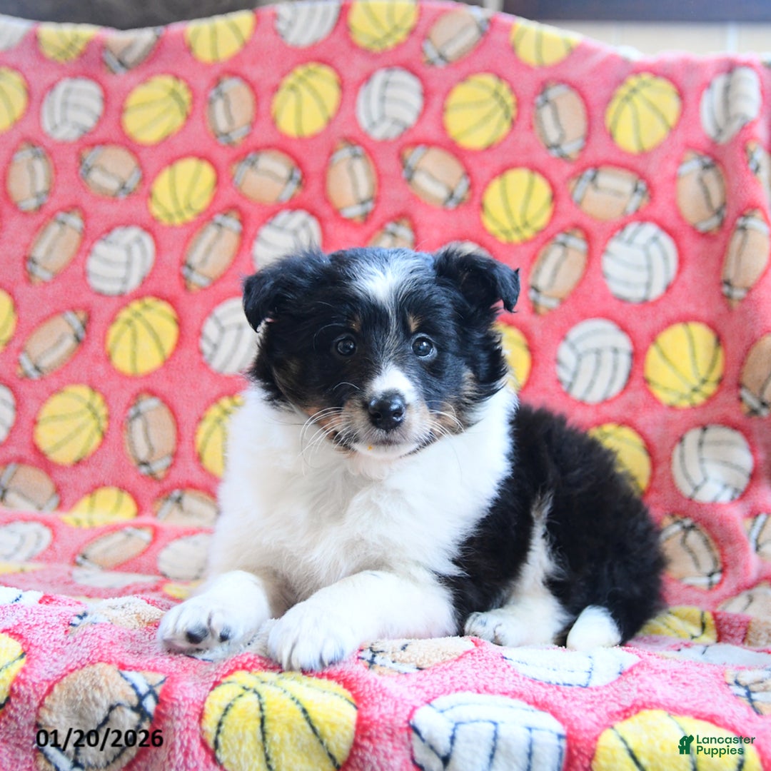 Shetland Sheepdog dogs for sale: Dream  - Ad 4