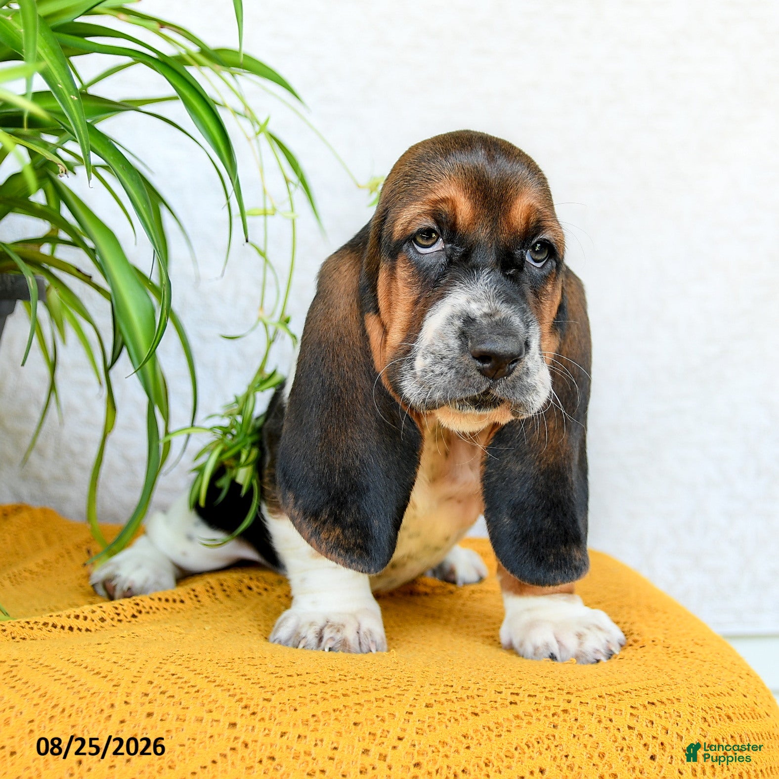 Basset Hound dogs Dana - Ad 1