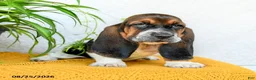 Basset Hound dogs for sale: Dana - Ad 1