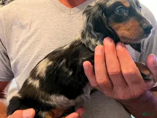 Dachshund dogs Went home - Ad 3