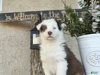Australian Shepherd dogs Presley - Ad 16