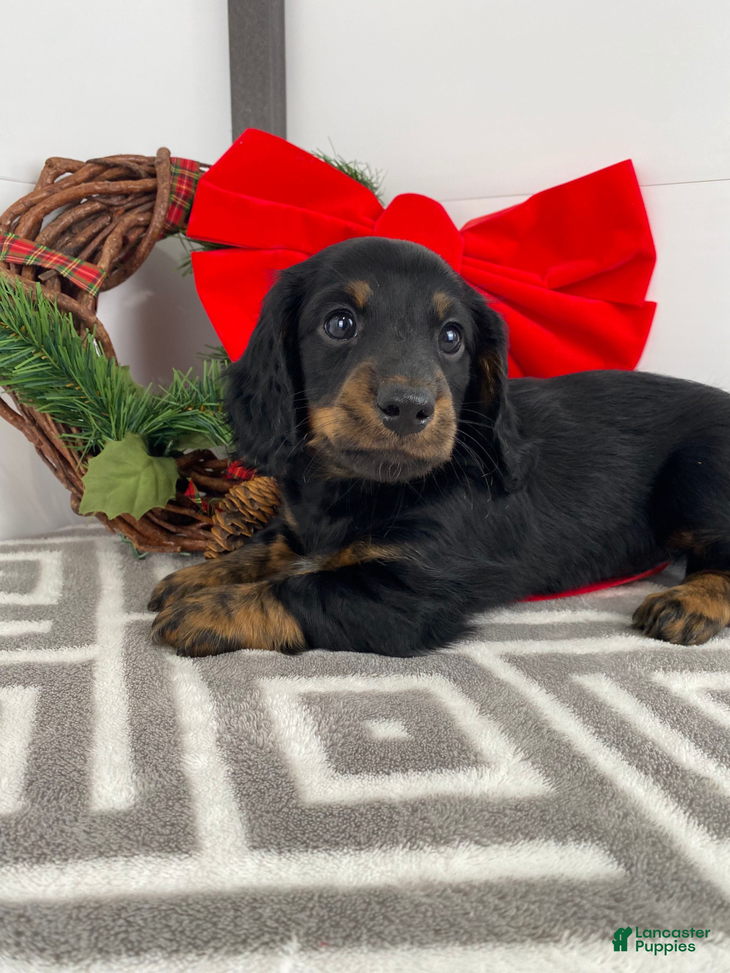 Miniature Dachshund dogs Daisy - Ad 42