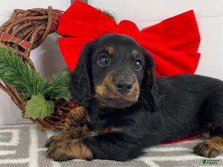 Miniature Dachshund dogs Daisy - Ad 39