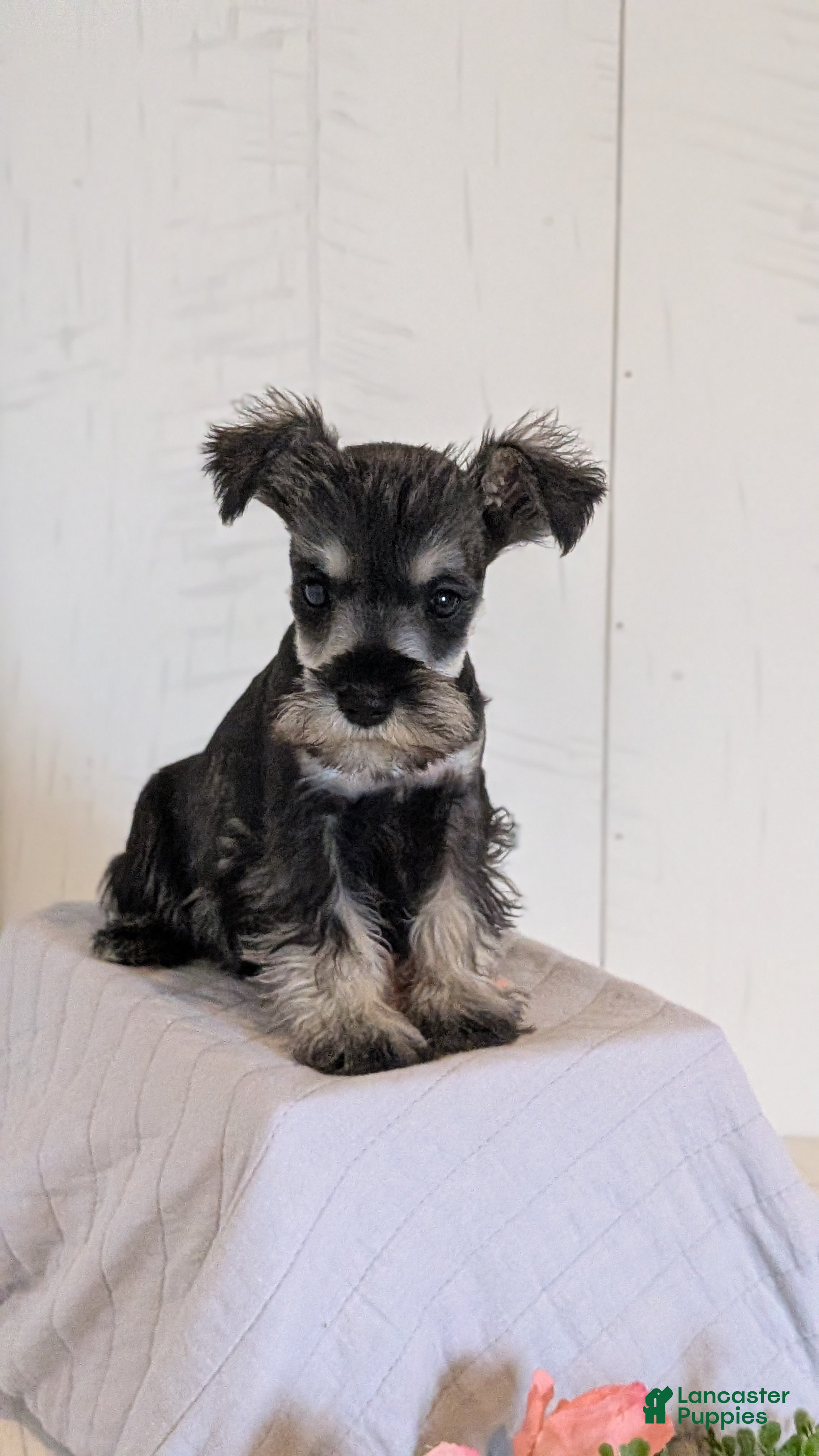 Miniature Schnauzer dogs Dora - Ad 2
