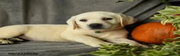 Labrador Retriever dogs for sale: Darla - Ad 3