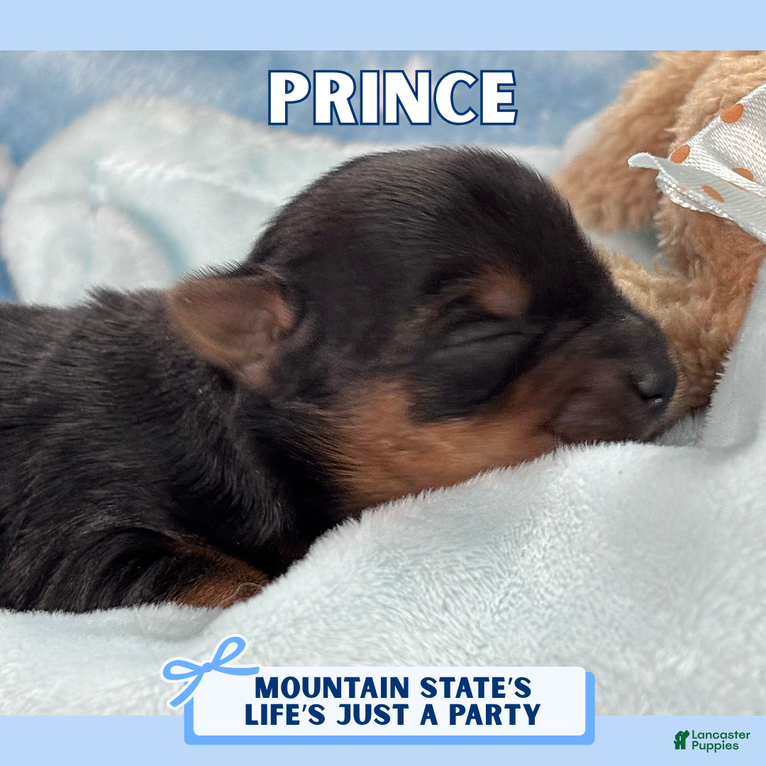 Yorkshire Terrier dogs Yorkshire Terrier Puppy 1 - Ad 35