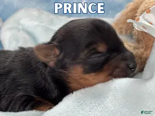 Yorkshire Terrier dogs Yorkshire Terrier Puppy 1 - Ad 20