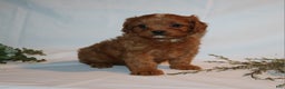 Cavapoo dogs for sale: Sue - Ad 9