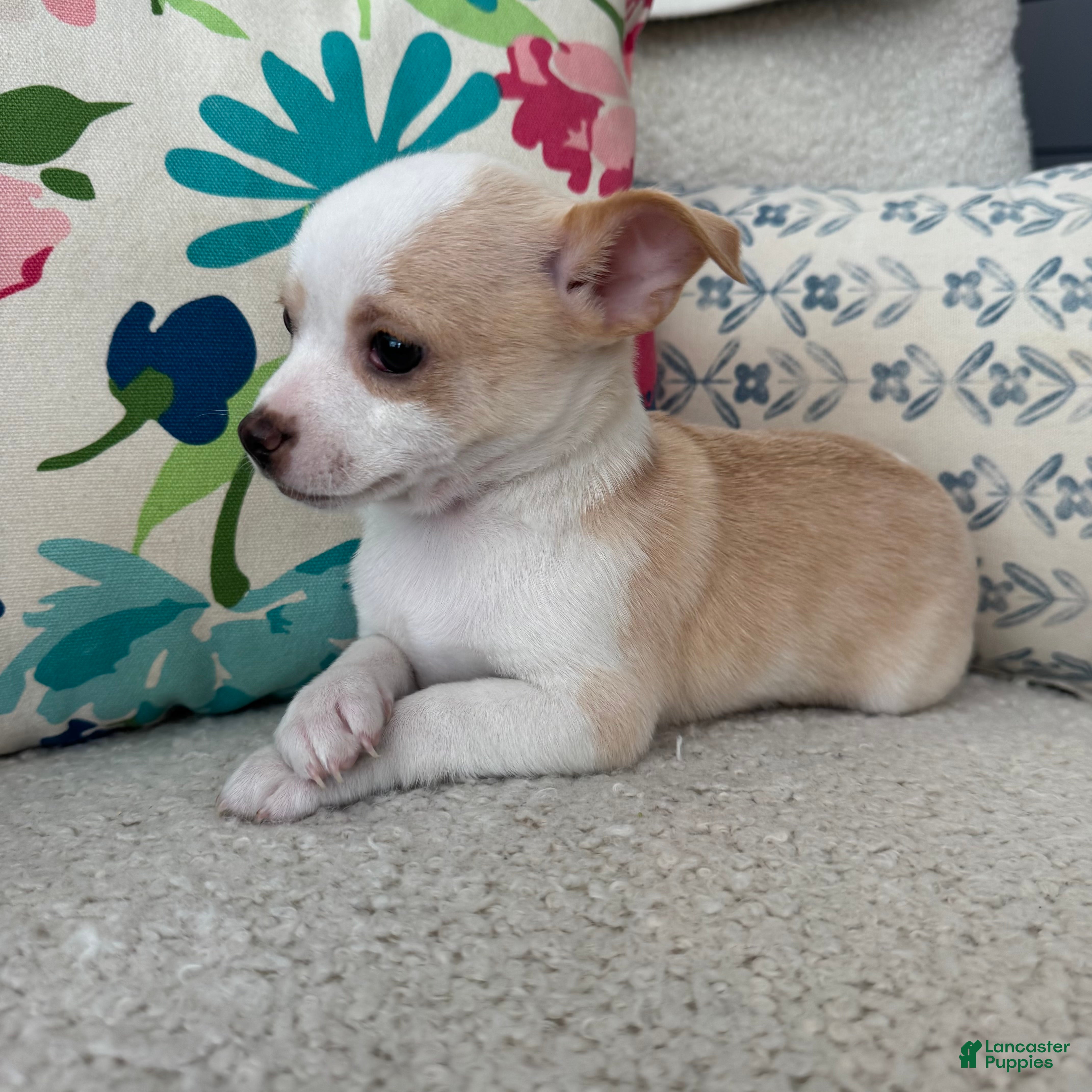 Chihuahua dogs stanley  - Ad 32