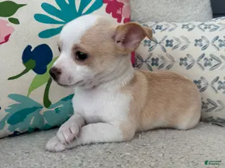 Chihuahua dogs stanley - Ad 32