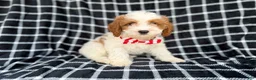 Cavapoo dogs for sale: Boss - Ad 3