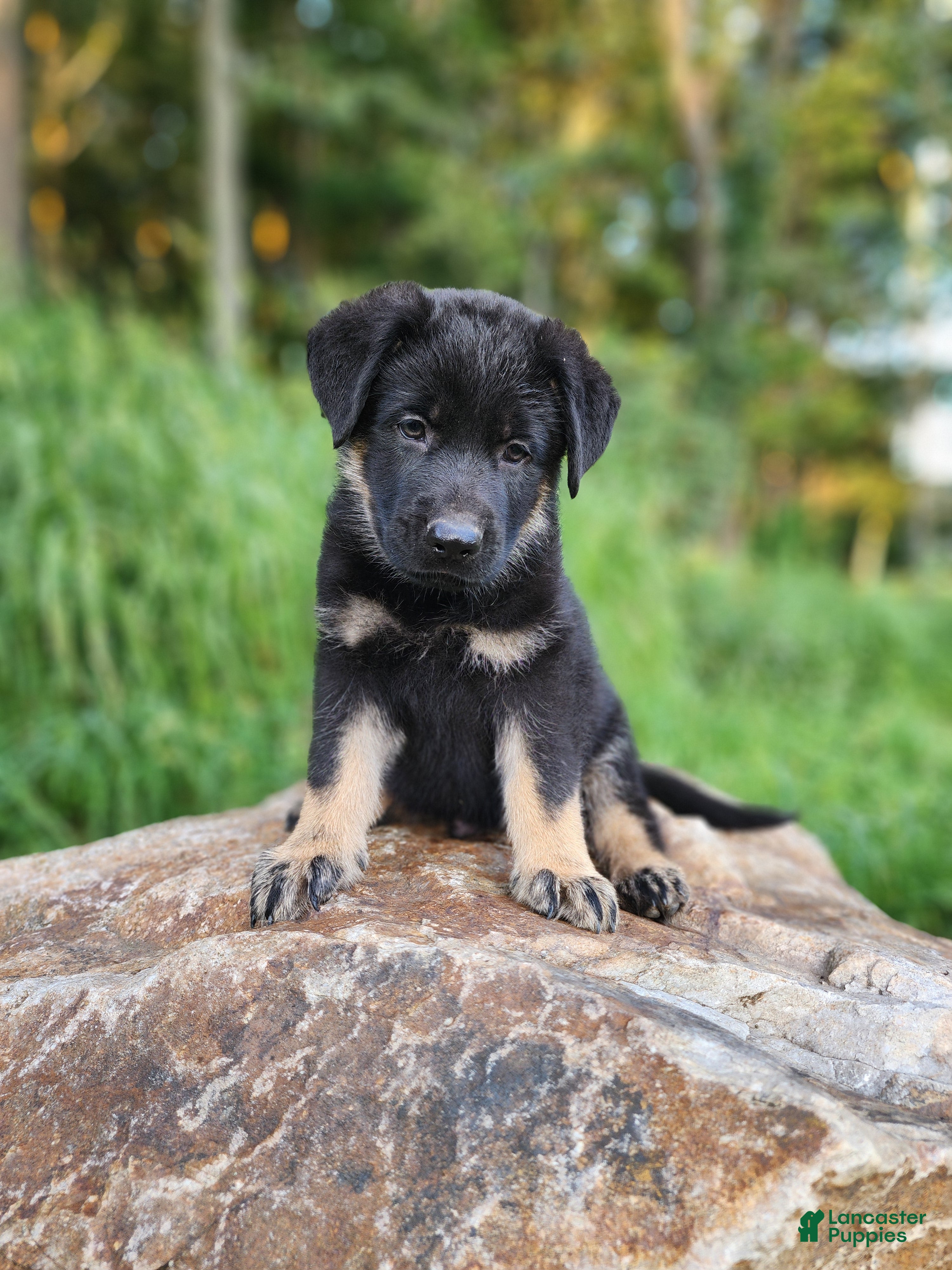 German Shepherd dogs  Tar - Ad 1