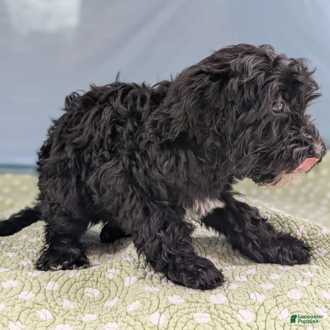 Mixed Breed dogs for sale: Flores (Flower) - Ad 4