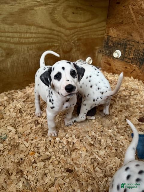 Dalmatian dogs Male 2 - Ad 2