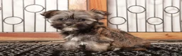 Mixed Breed dogs for sale: Frank  - Ad 3