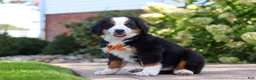 Bernese Mountain Dog dogs for sale: Milo - Ad 6
