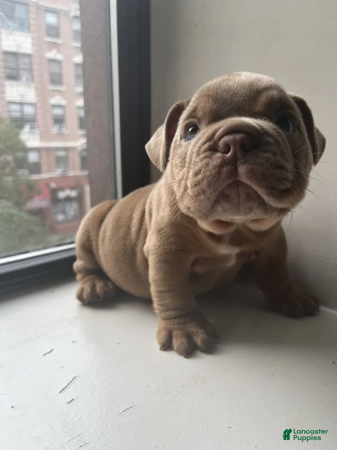 Mixed Breed dogs for sale: KING - Ad 1