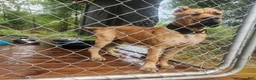 Cane Corso dogs for sale: Cane Corso 2 - Ad 61