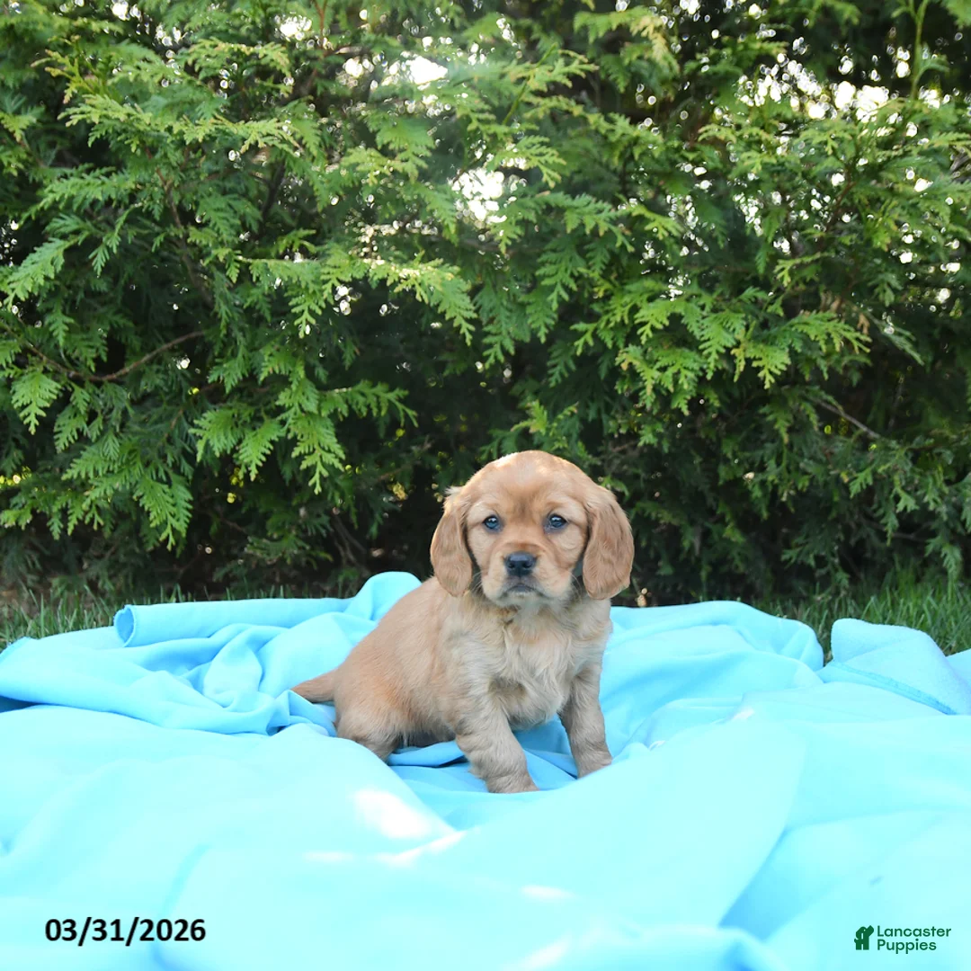 Miniature Golden Retriever dogs for sale: Jane - Ad 5