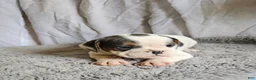 Mixed Breed dogs for sale: Ringo - Ad 3