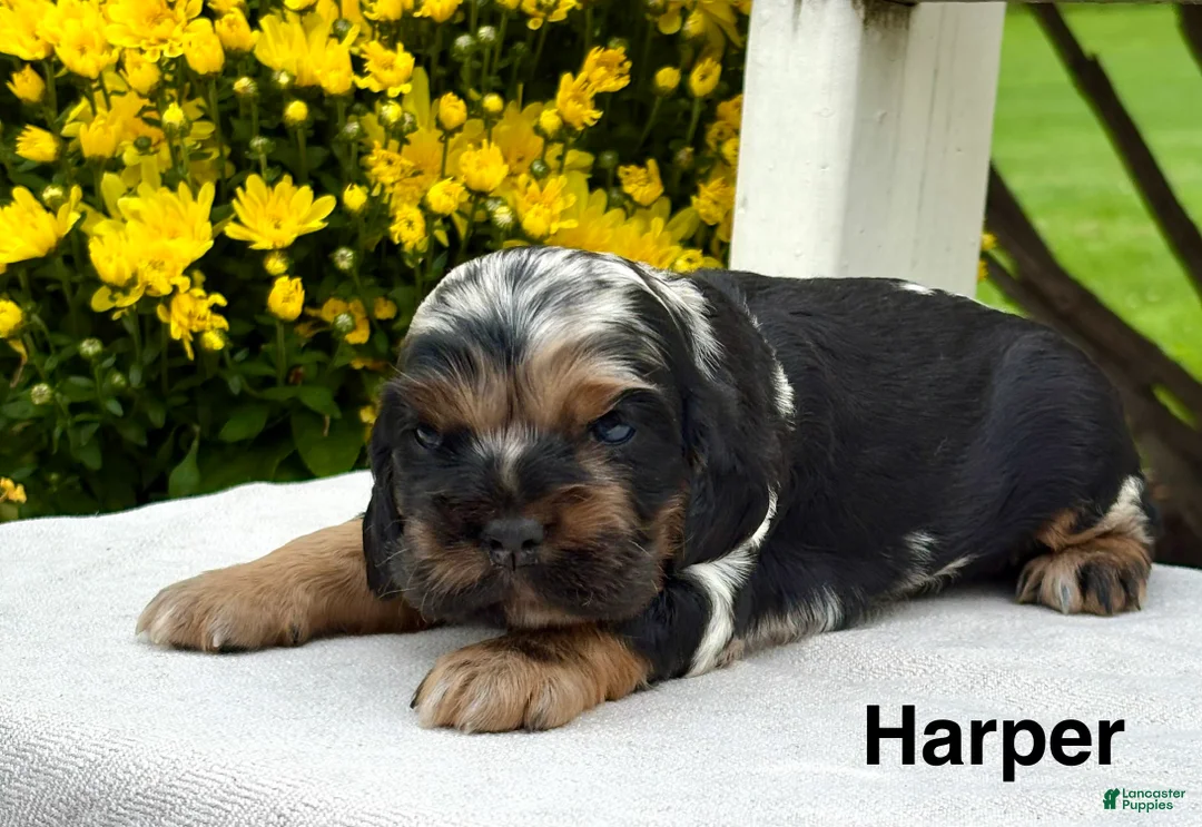 Cocker Spaniel dogs for sale: Harper - Ad 1