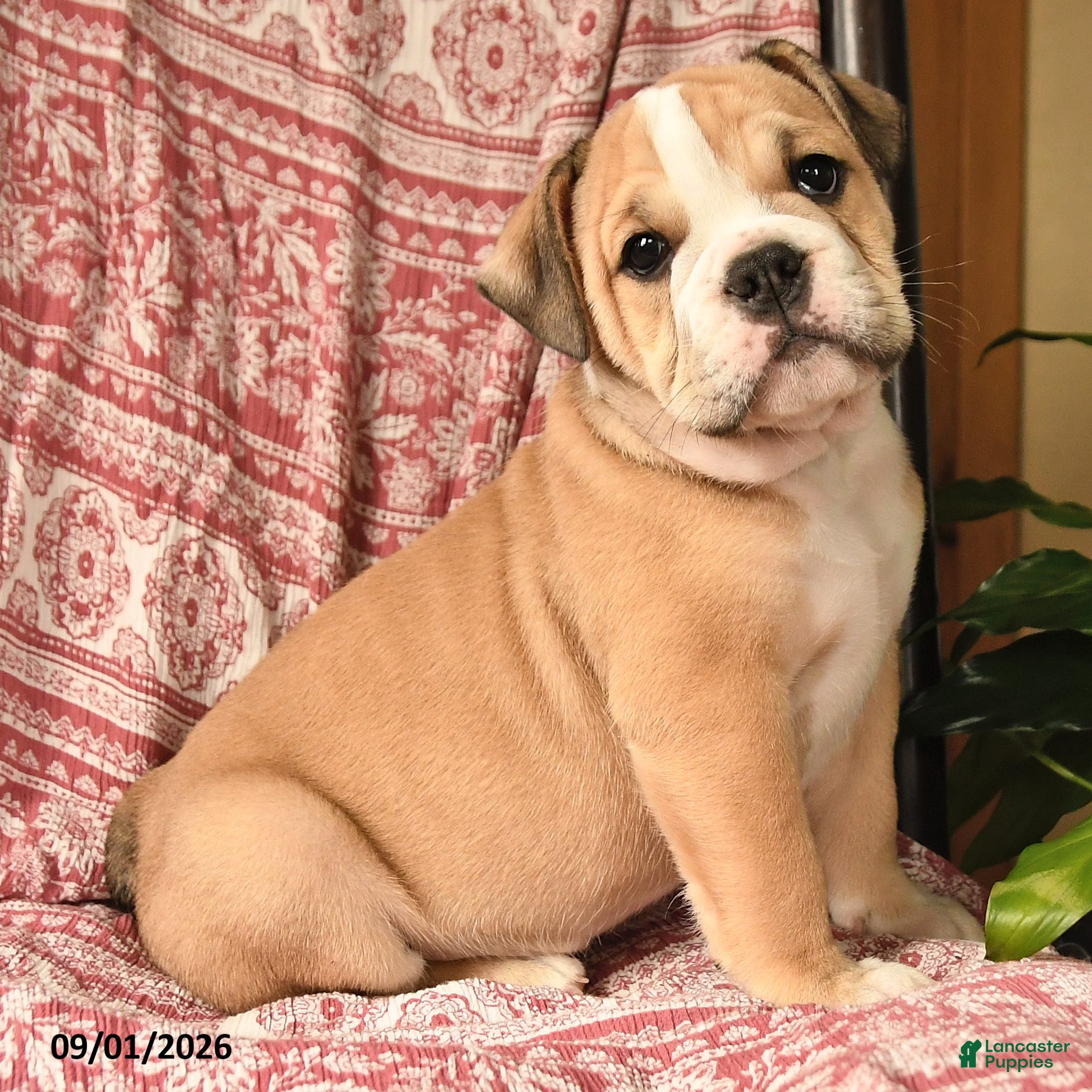 English Bulldog dogs Big Ben - Ad 2