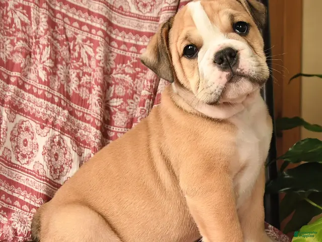 English Bulldog dogs for sale: Big Ben - Ad 1