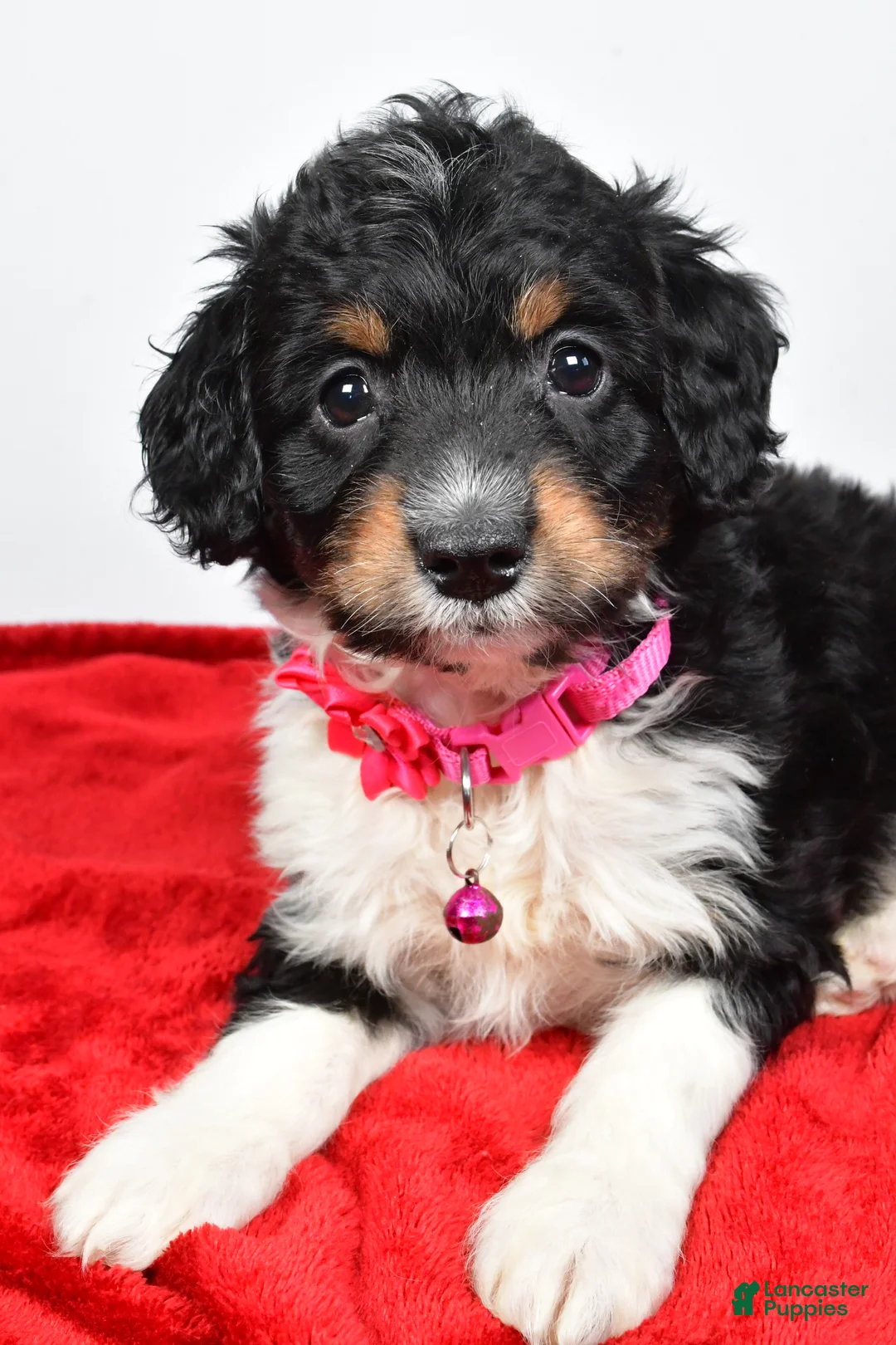 Mini Aussiedoodle dogs for sale: Giggles  - Ad 7