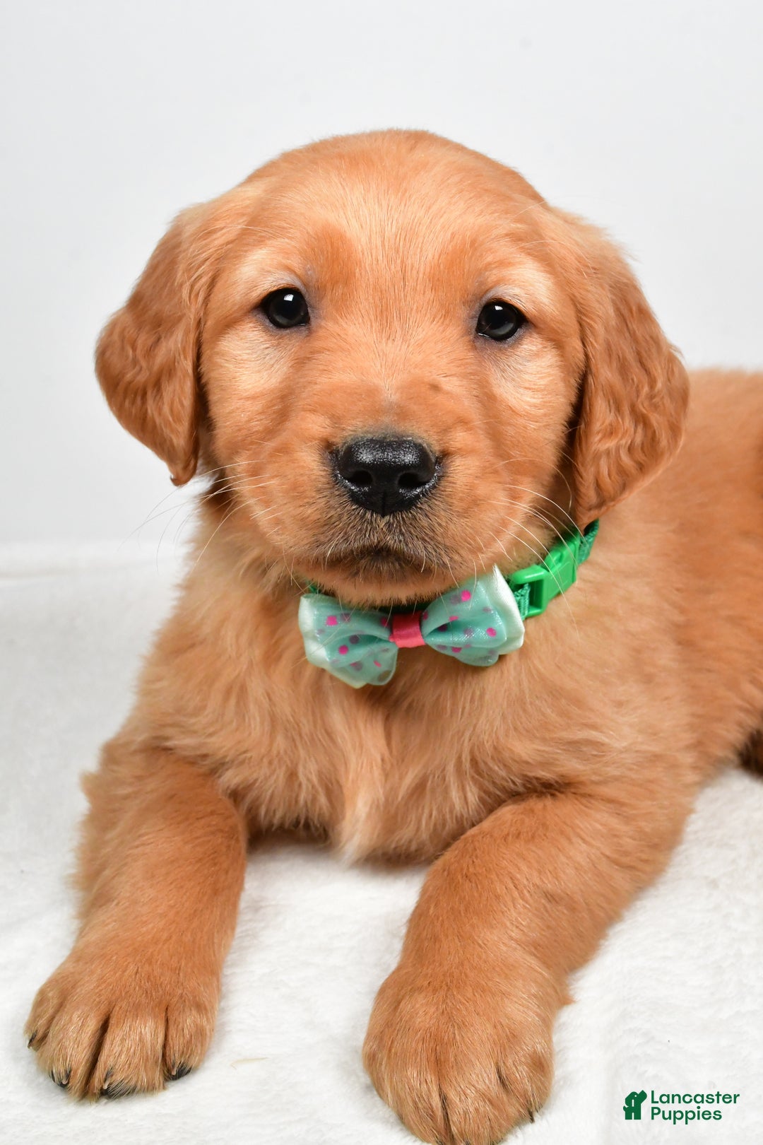 Golden Retriever dogs for sale: Kaden - Ad 5