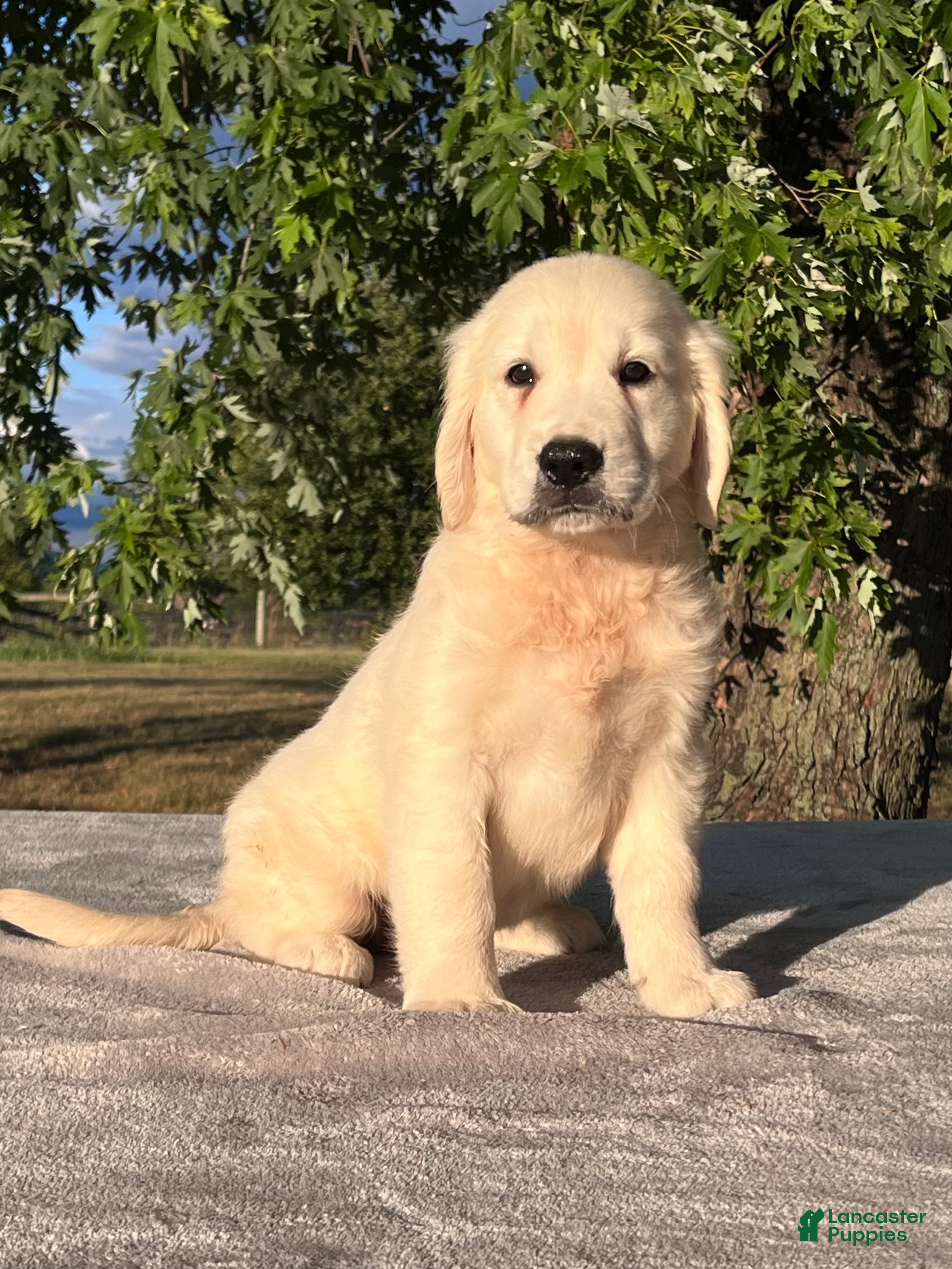 Golden Retriever dogs Becca - Ad 2