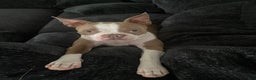 Boston Terrier dogs for sale: Bullet - Ad 3