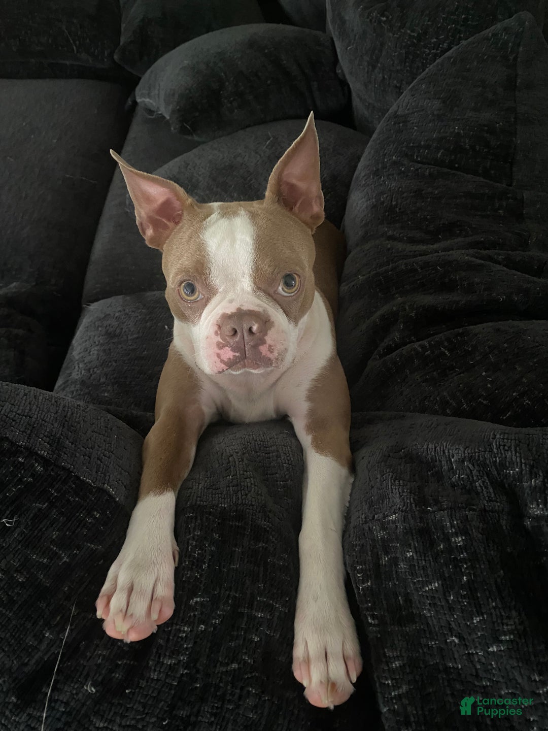 Boston Terrier dogs for sale: Bullet - Ad 3