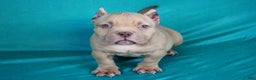 American Bully dogs for sale: Lilac Female - Ad 1