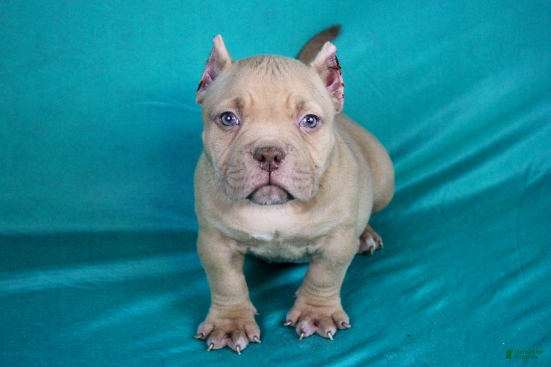 American Bully dogs for sale: Lilac Female - Ad 1