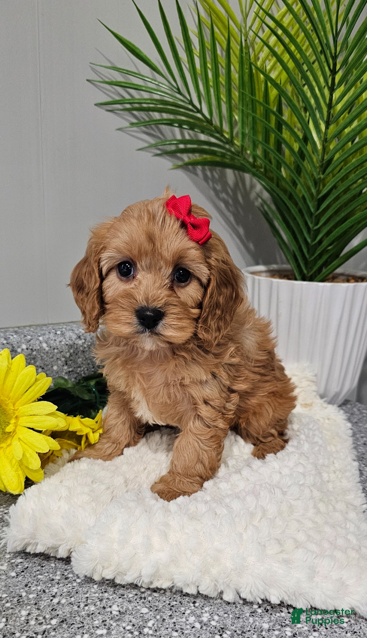 Cavapoo dogs Dottie  - Ad 2