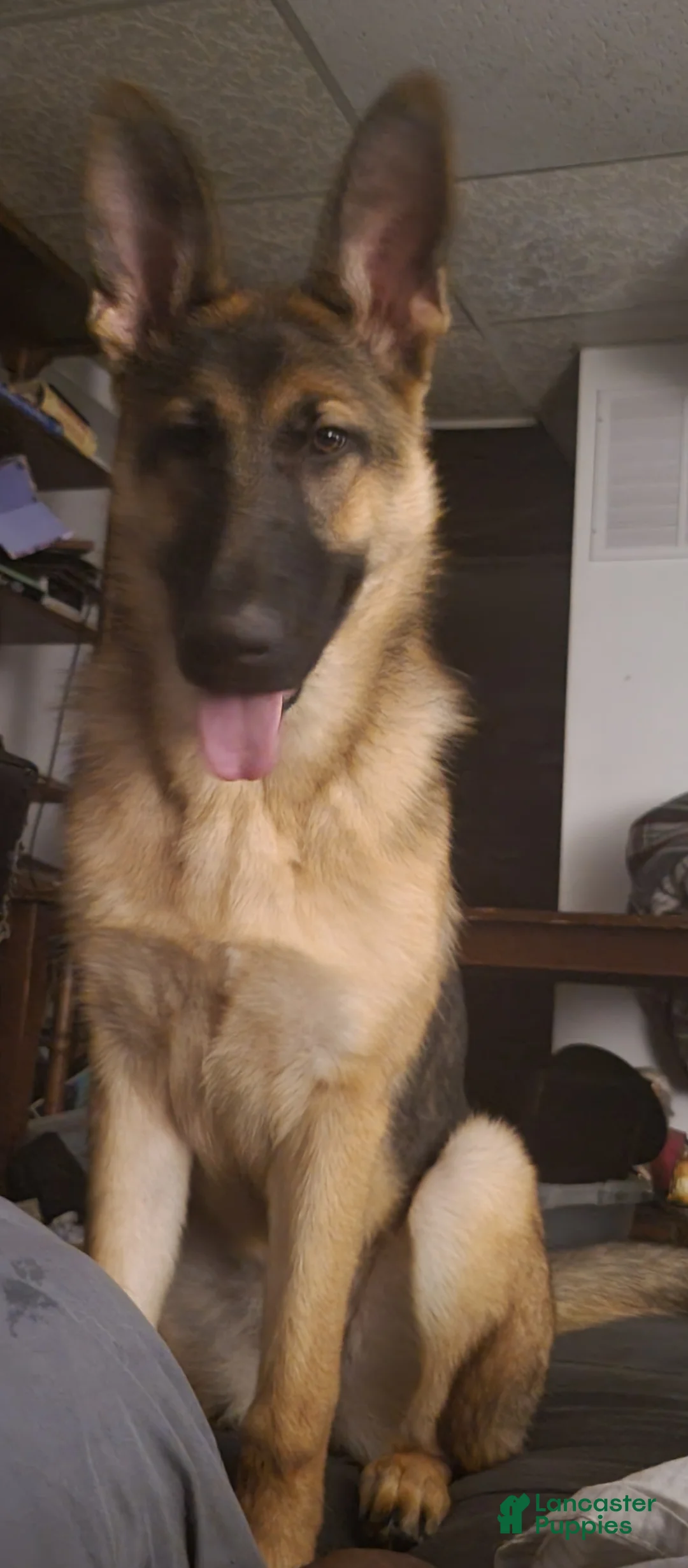 Mixed Breed dogs for sale: Mixed Breed 1 - Ad 2
