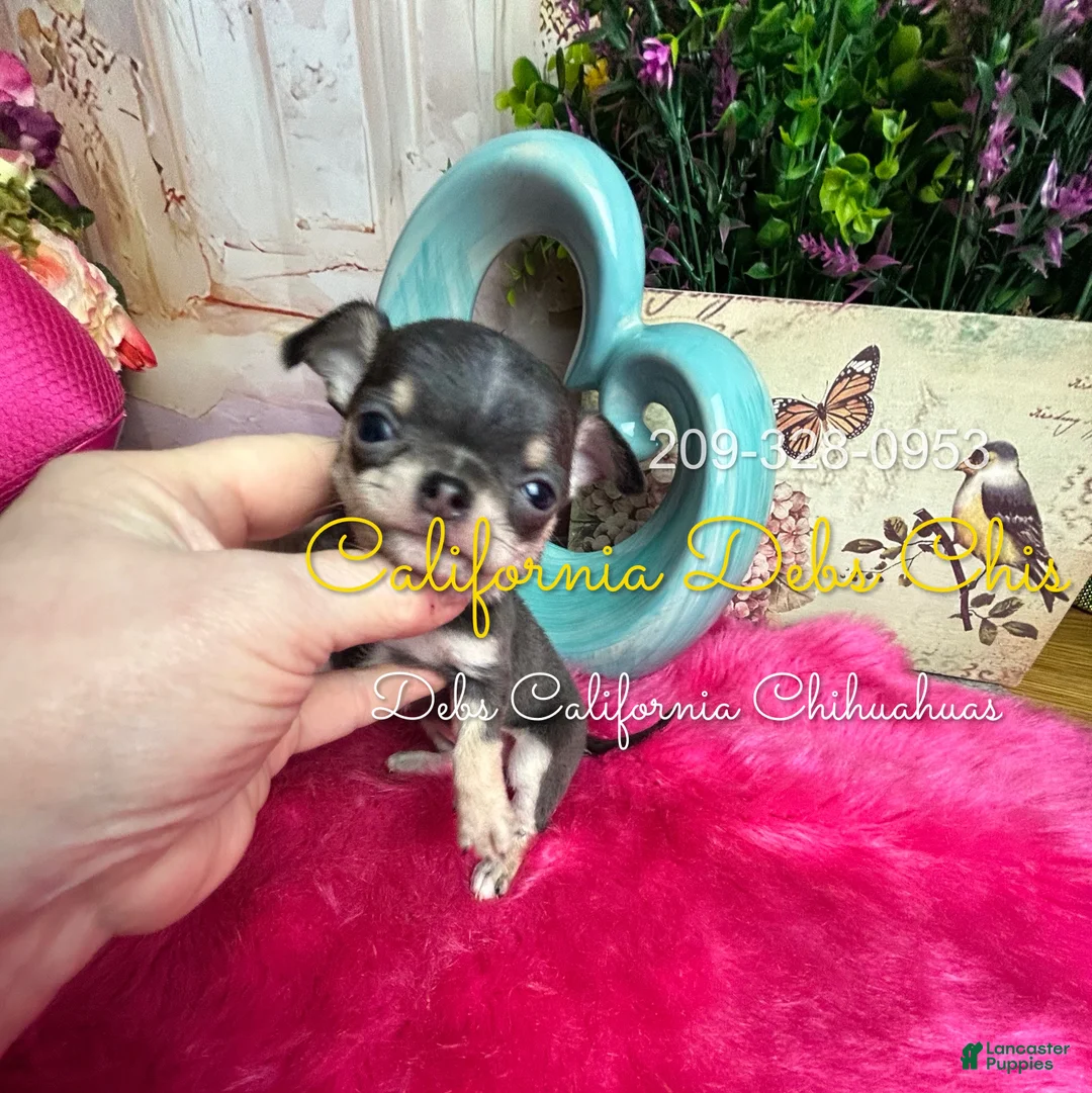 Chihuahua dogs for sale: Tiny VIOLET  - Ad 1