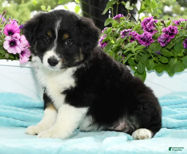 Gallery Image {{count}}