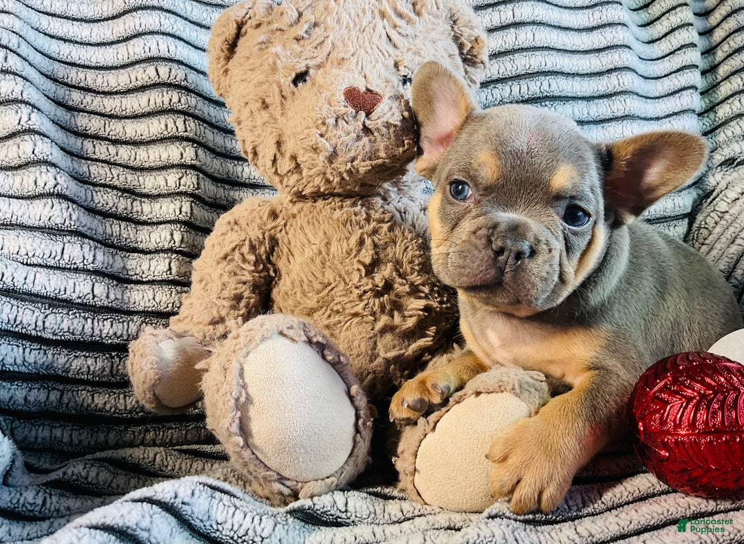 French Bulldog dogs for sale: Winston  - Ad 9