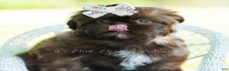 Shih Tzu dogs for sale: Astoria - Ad 2